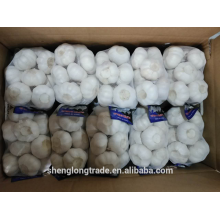 500g*20bags fresh garlic